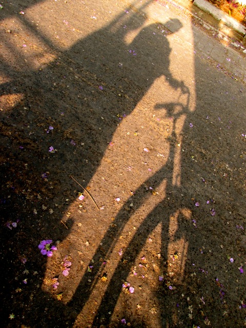 Shadow selfie and fallen Jacaranda blossom